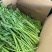 【稳定供货】江苏精品茼蒿大量上市新鲜供应对接市场商超批发