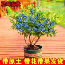 蓝莓苗早熟大果新品种薄雾莱克西蓝莓树苗南北方种植当年结果