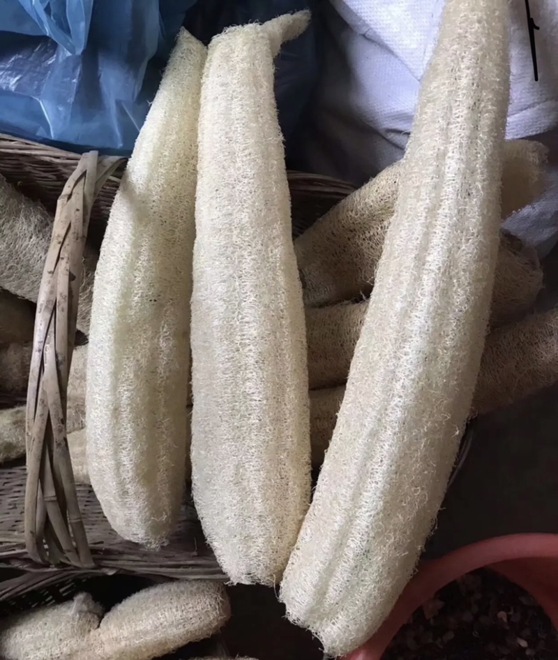 丝瓜络软瓜通货45一斤100斤起批