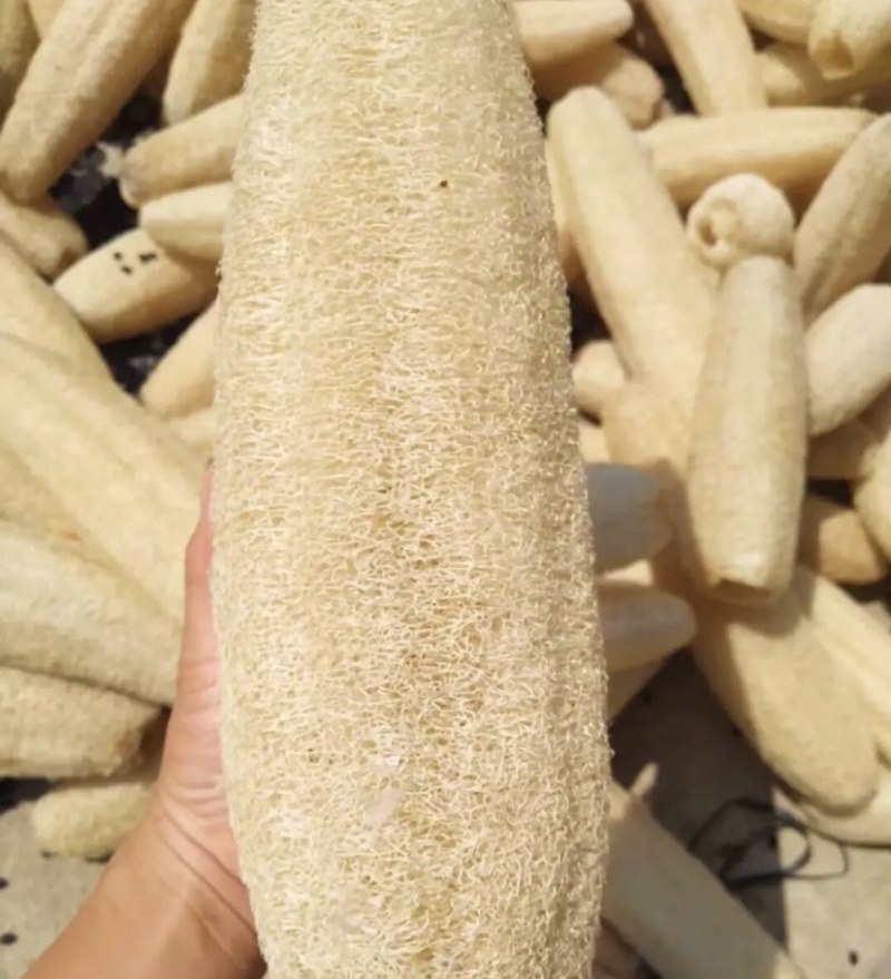 丝瓜络软瓜通货45一斤100斤起批
