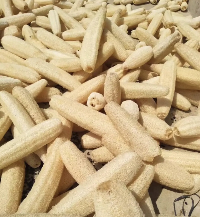 丝瓜络软瓜通货45一斤100斤起批