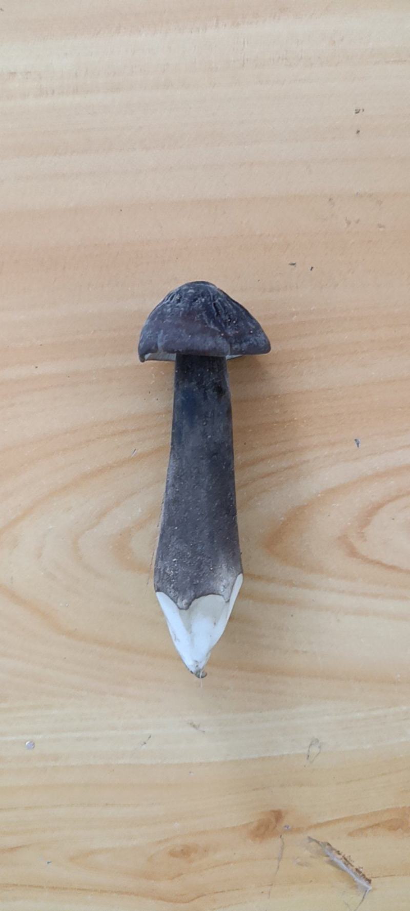 黑皮鸡枞现货云南高原鸡枞菌新鲜肥嫩山珍特产味道鲜美