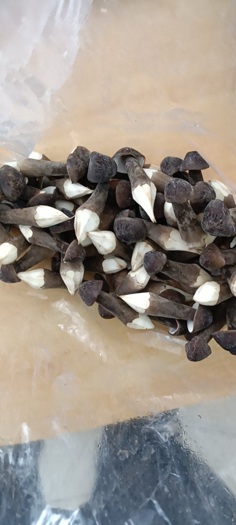 黑皮鸡枞现货云南高原鸡枞菌新鲜肥嫩山珍特产味道鲜美
