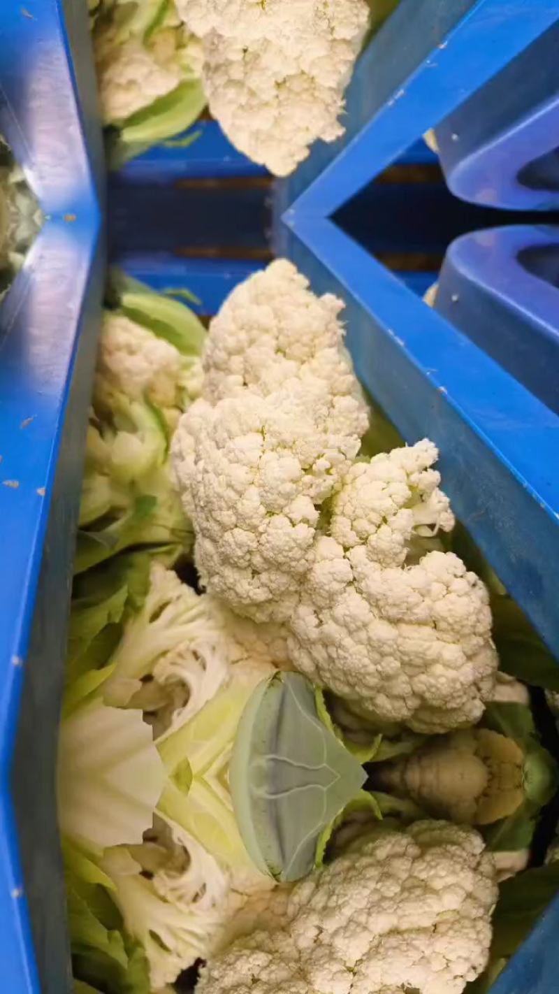 甘肃兰州松花菜