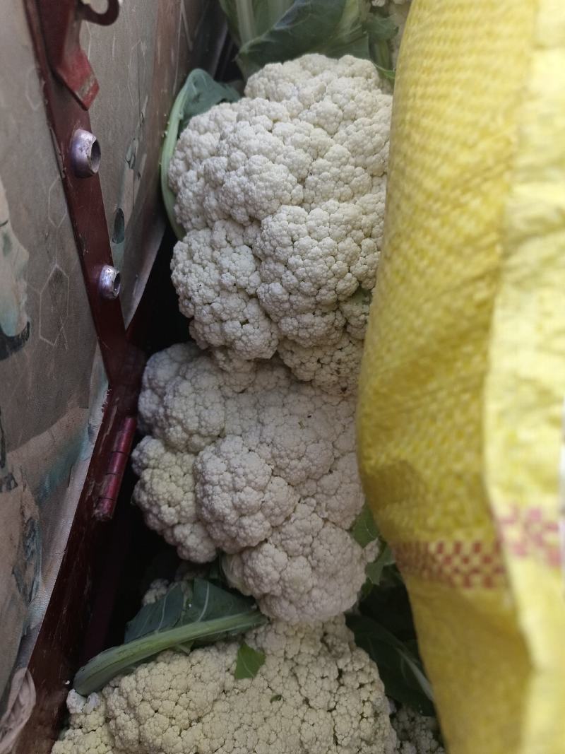 甘肃兰州松花菜