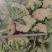 甘肃兰州松花菜