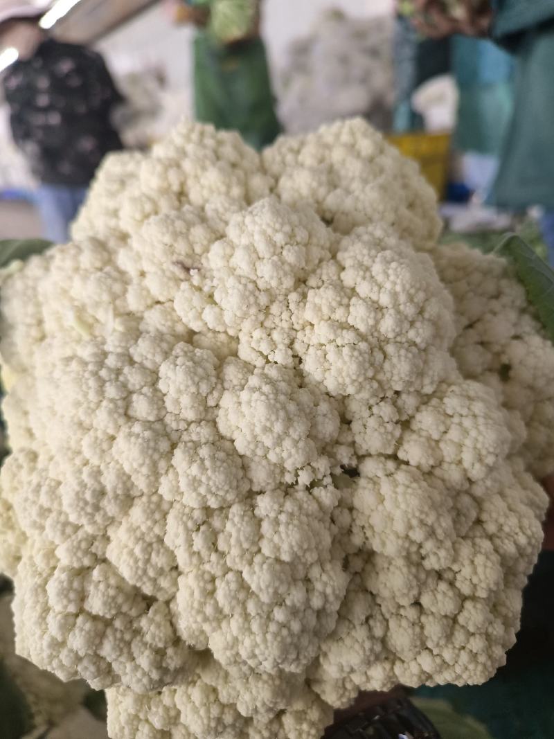 甘肃兰州松花菜