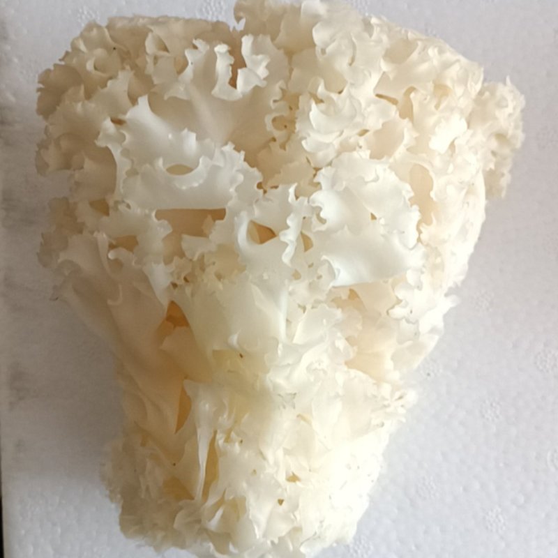 新鲜绣球菌绣球菇食用菌菇凉拌煲汤火锅酒店食材