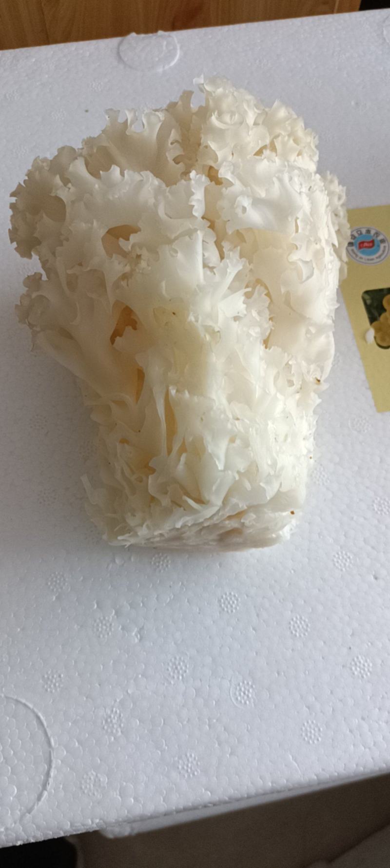 新鲜绣球菌绣球菇食用菌菇凉拌煲汤火锅酒店食材