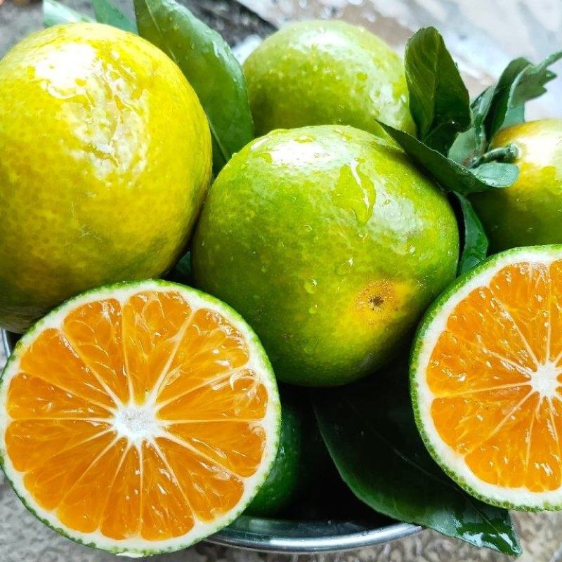湖北精品特早蜜桔大量供应现摘现发个大皮薄口感纯甜