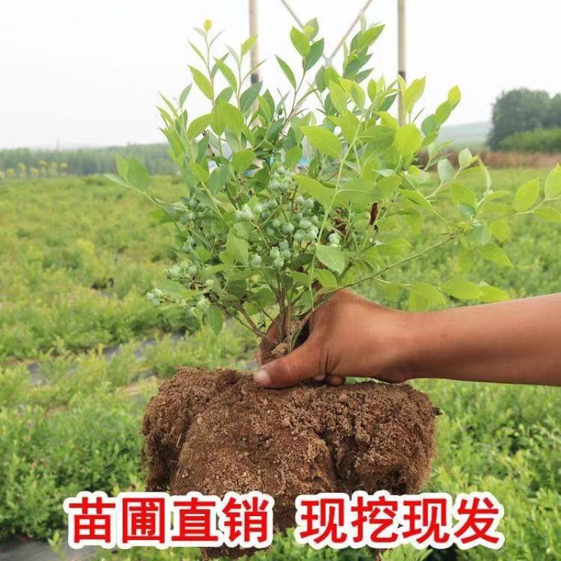 蓝莓苗早熟大果新品种薄雾莱克西蓝莓树苗南北方种植当年结果