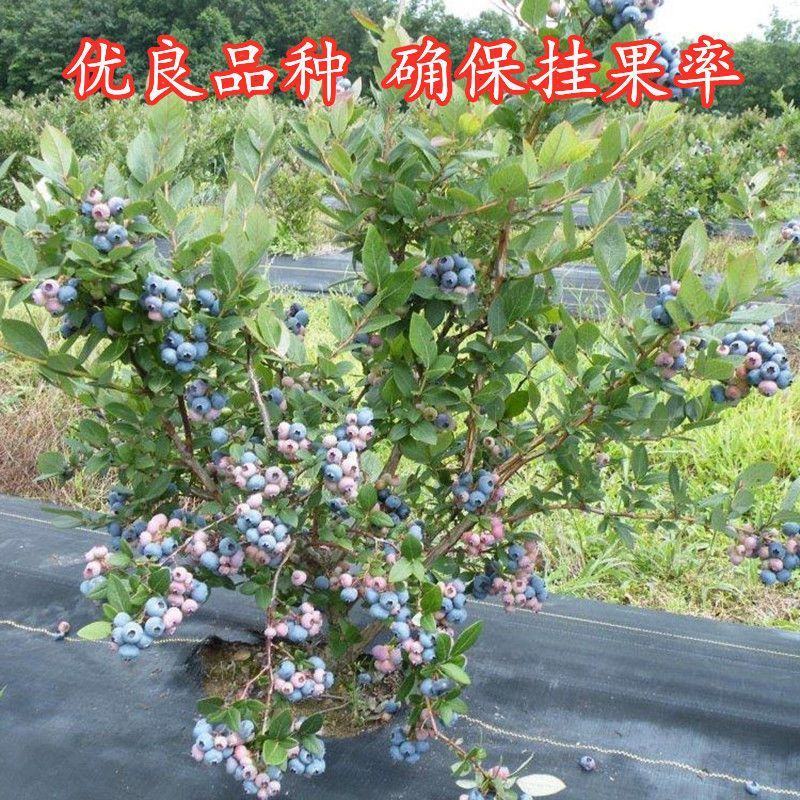 蓝莓苗早熟大果新品种薄雾莱克西蓝莓树苗南北方种植当年结果