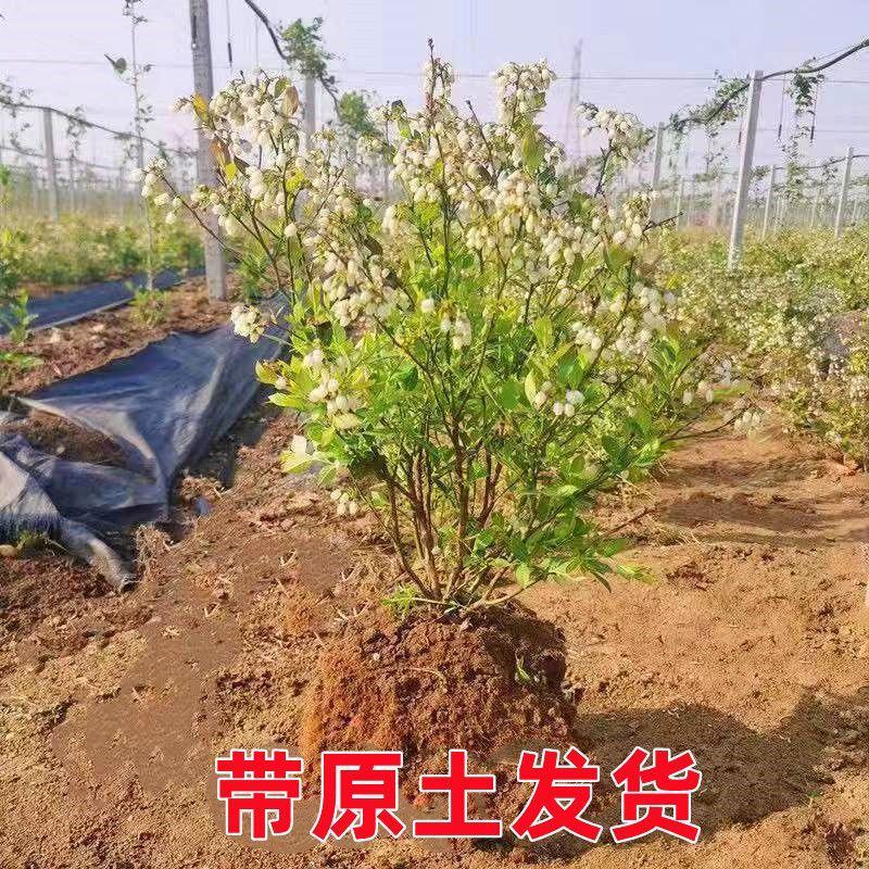 蓝莓苗早熟大果新品种薄雾莱克西蓝莓树苗南北方种植当年结果