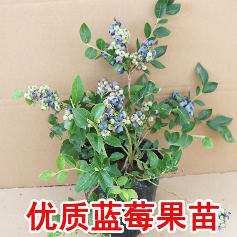 蓝莓苗早熟大果新品种薄雾莱克西蓝莓树苗南北方种植当年结果