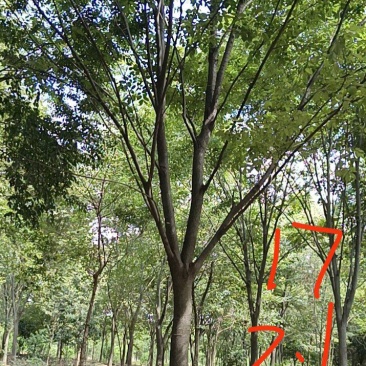 20-25榉树清地