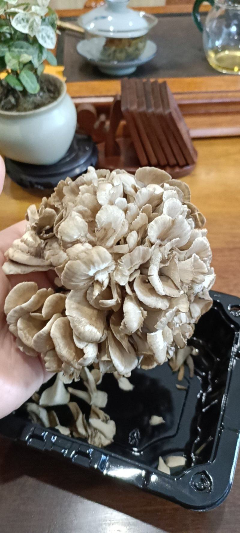 舞茸灰树花高营养价值对身体有益鲜品