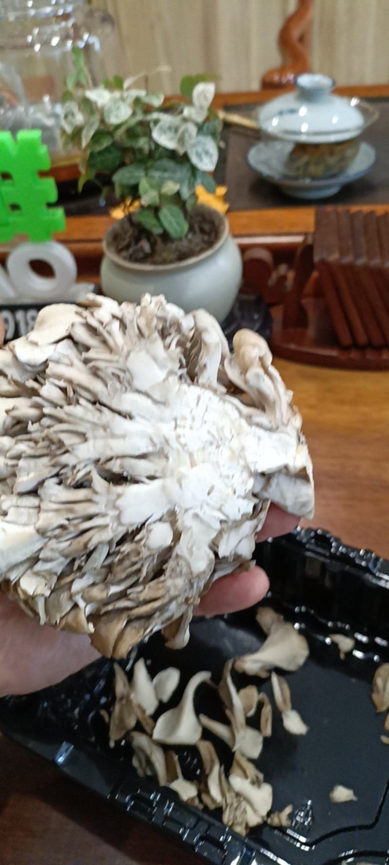 舞茸灰树花高营养价值对身体有益鲜品