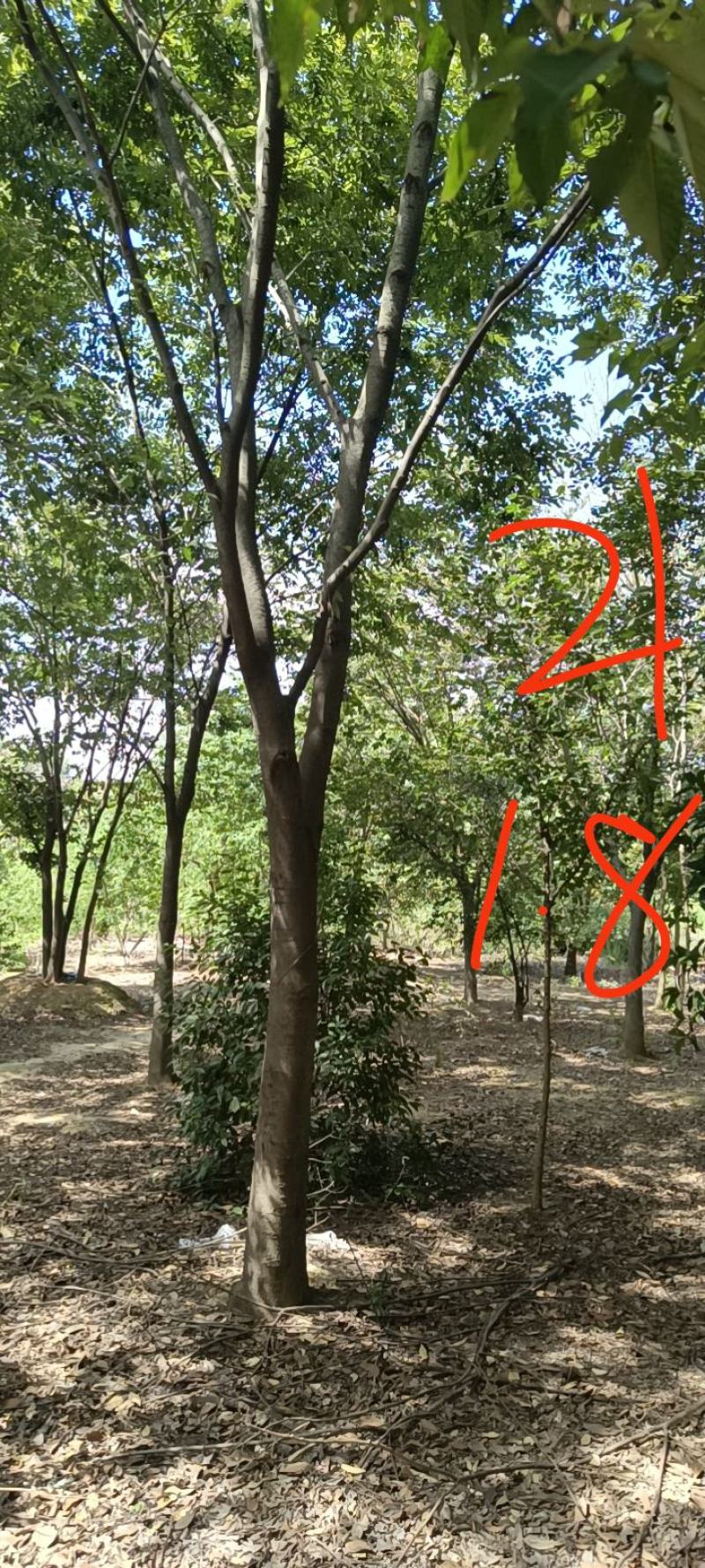 20-25榉树清地