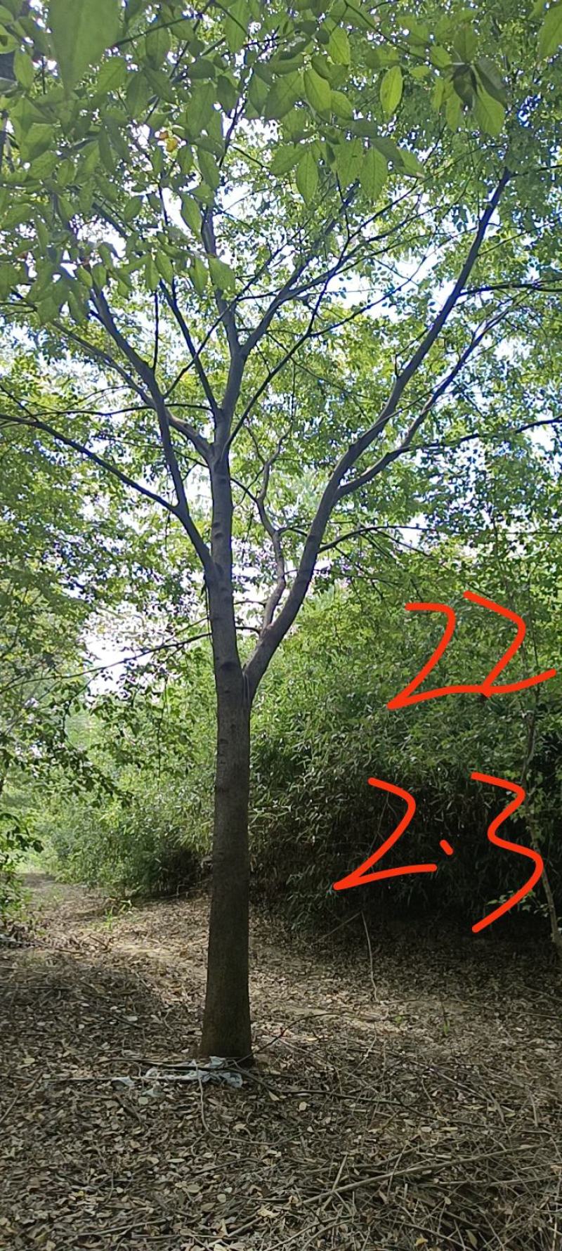 20-25榉树清地