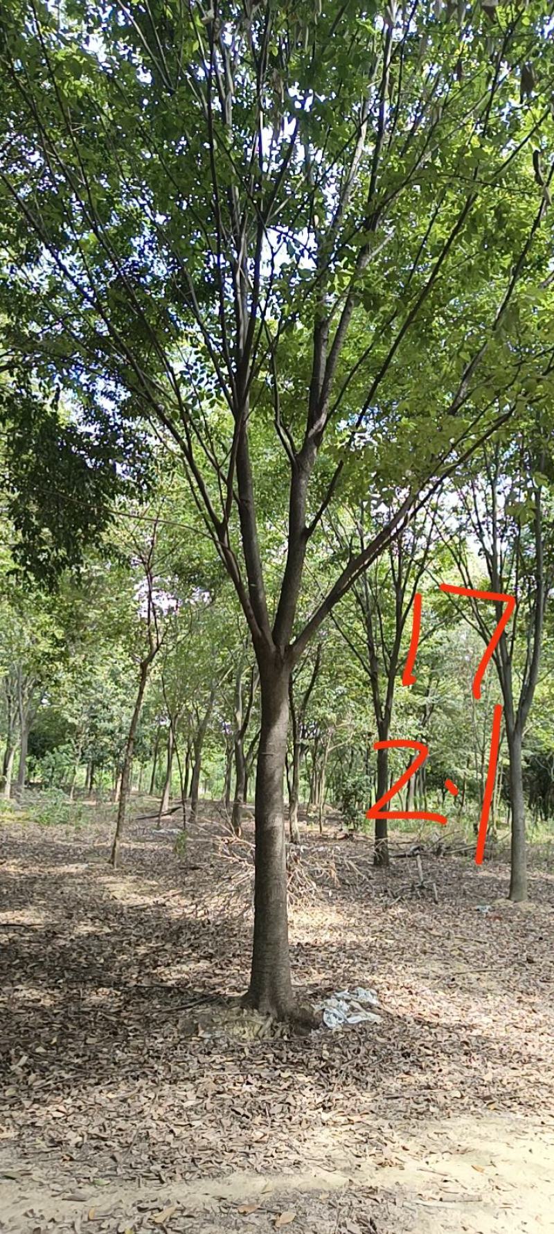 20-25榉树清地