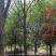 20-25榉树清地