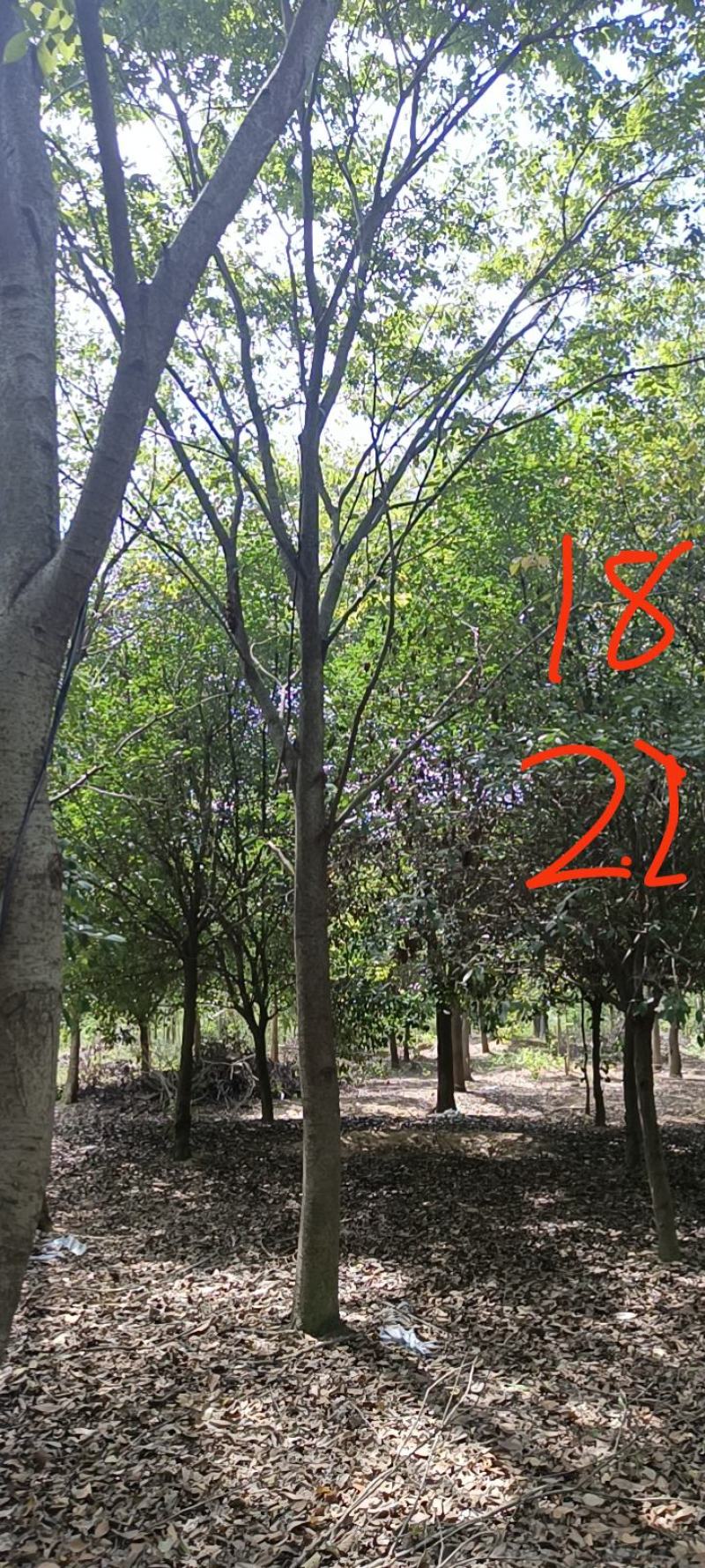 20-25榉树清地