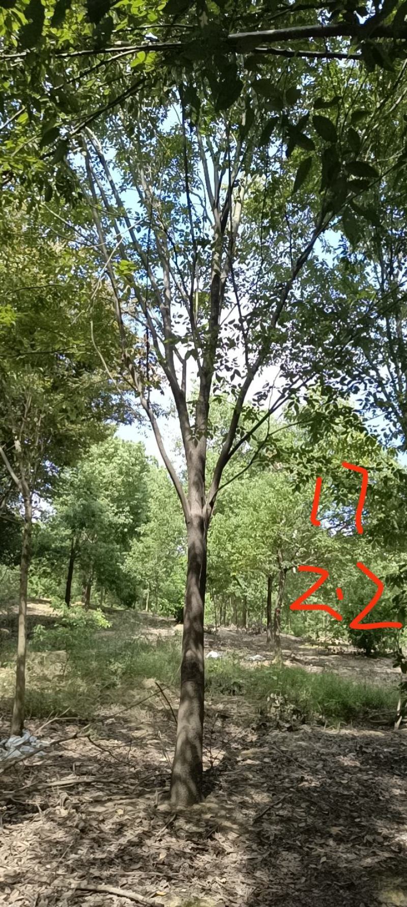 20-25榉树清地