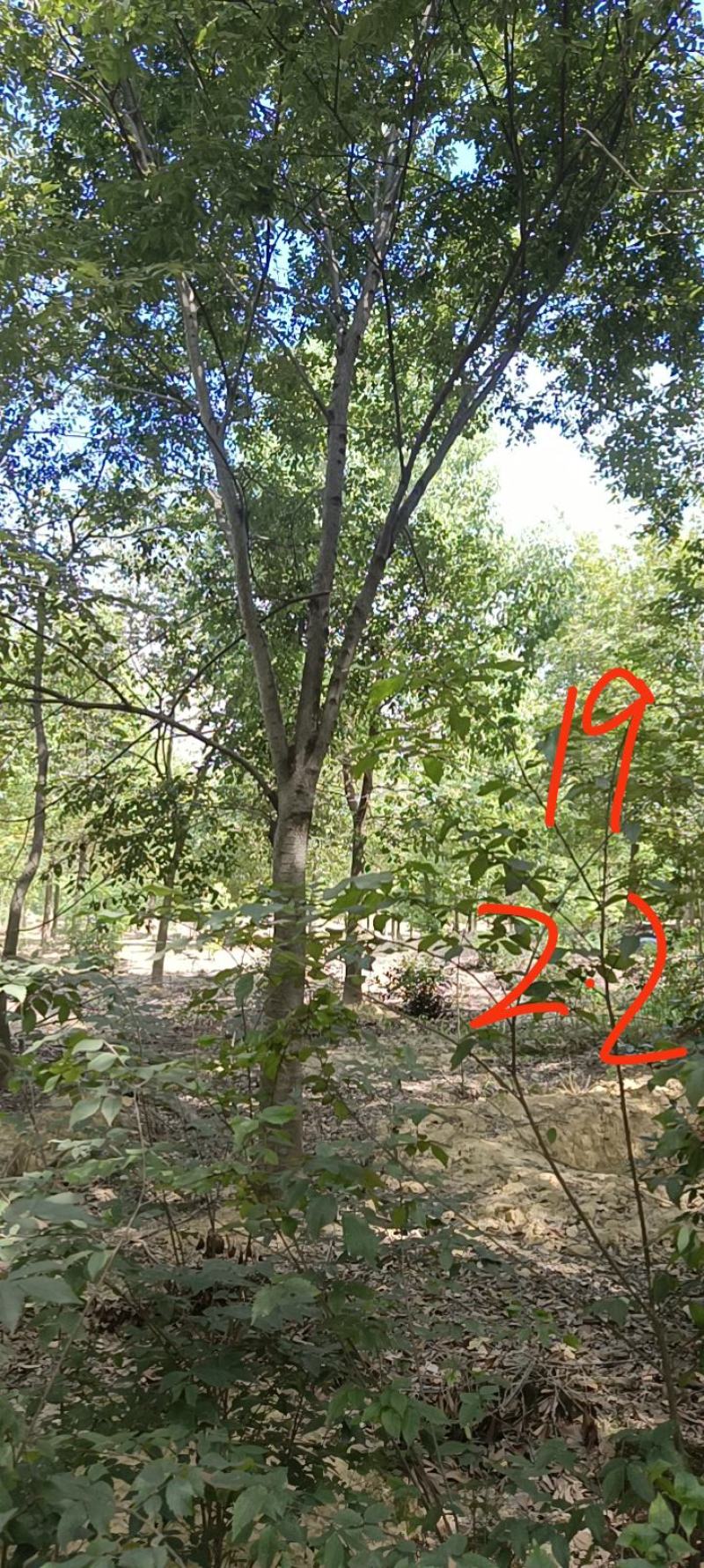 20-25榉树清地
