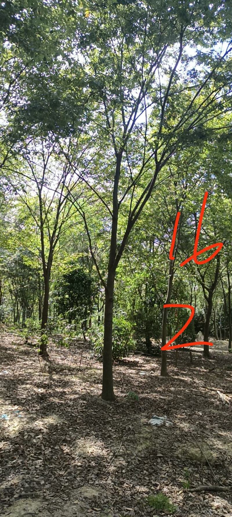 20-25榉树清地
