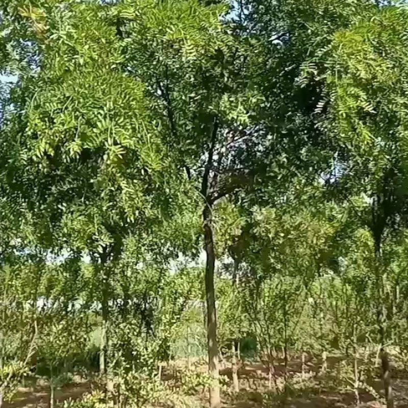 八公分精品皂角树出售