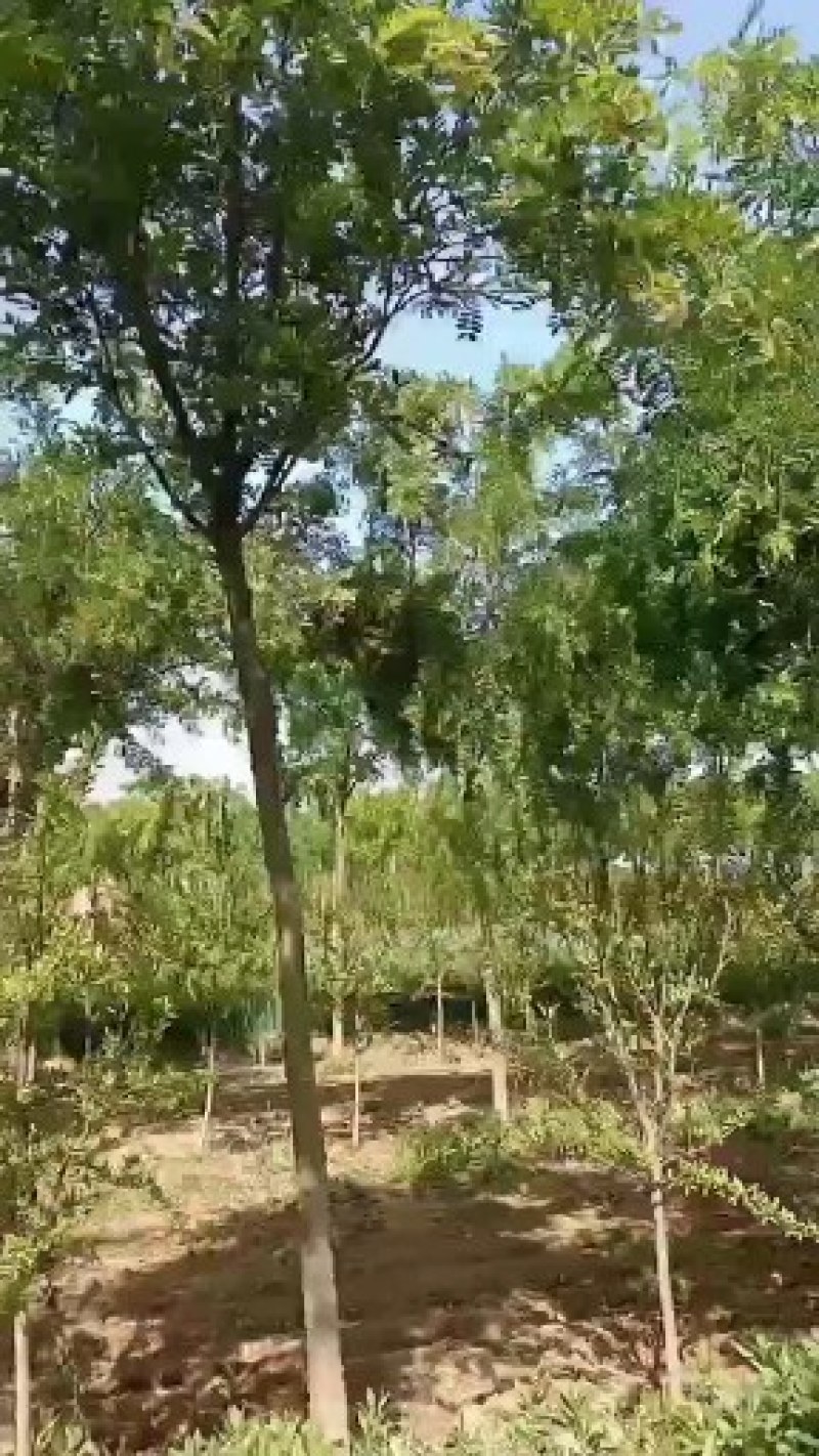八公分精品皂角树出售