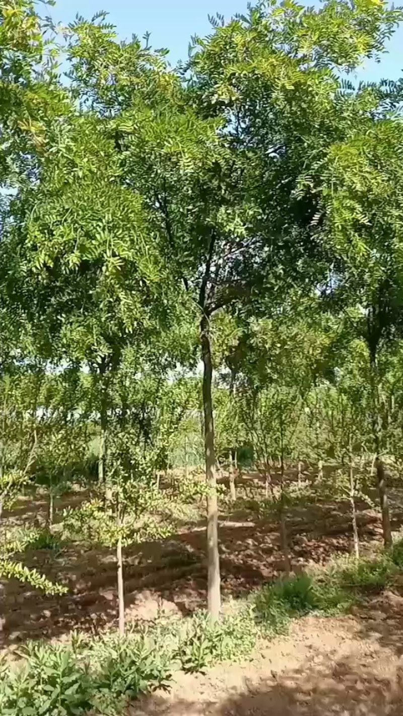 八公分精品皂角树出售