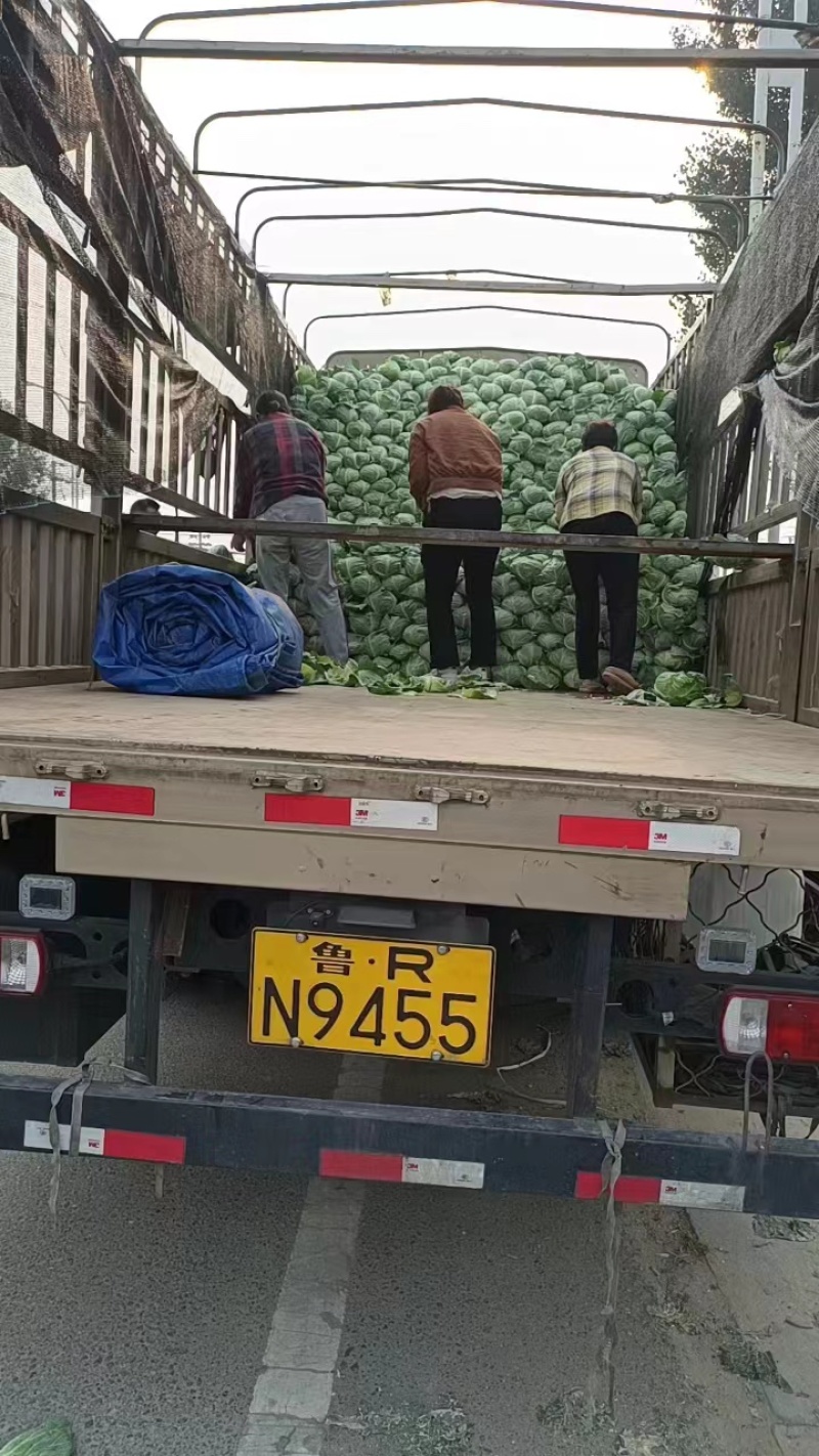 【实力】京丰一号甘蓝产地直发品质保证对接各类客户