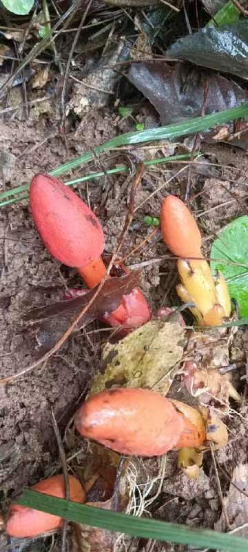 回春草鲜货，不是人工栽培。下单现采挖，雨天延迟发货