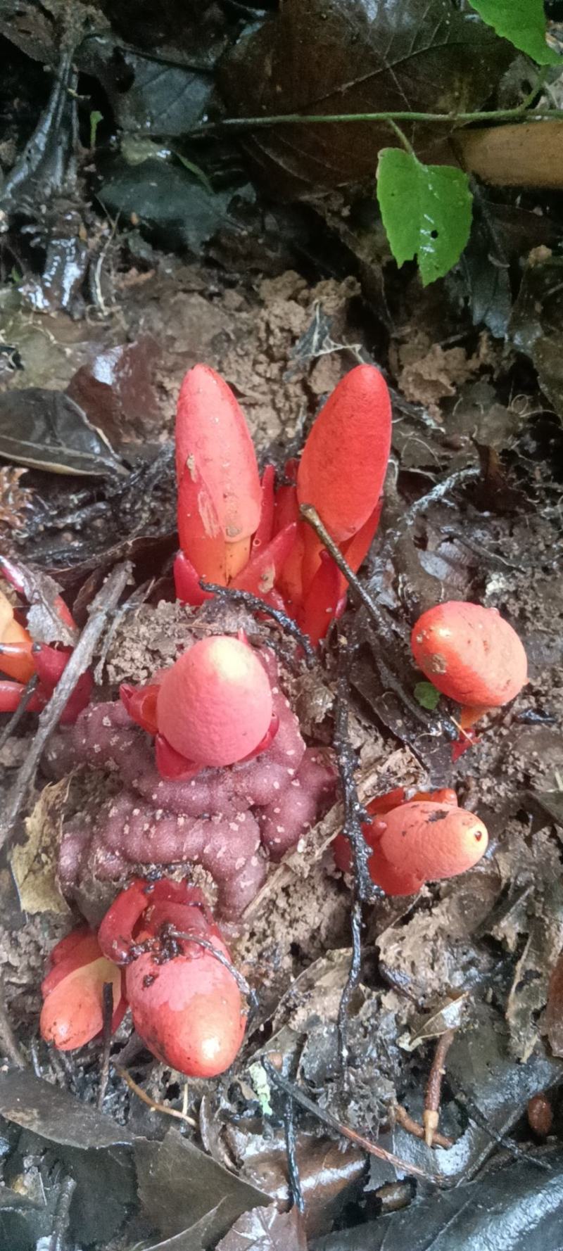 回春草鲜货，不是人工栽培。下单现采挖，雨天延迟发货