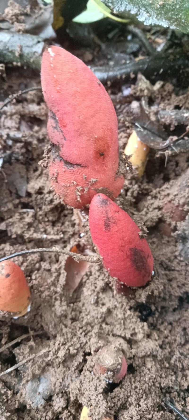 回春草鲜货，不是人工栽培。下单现采挖，雨天延迟发货