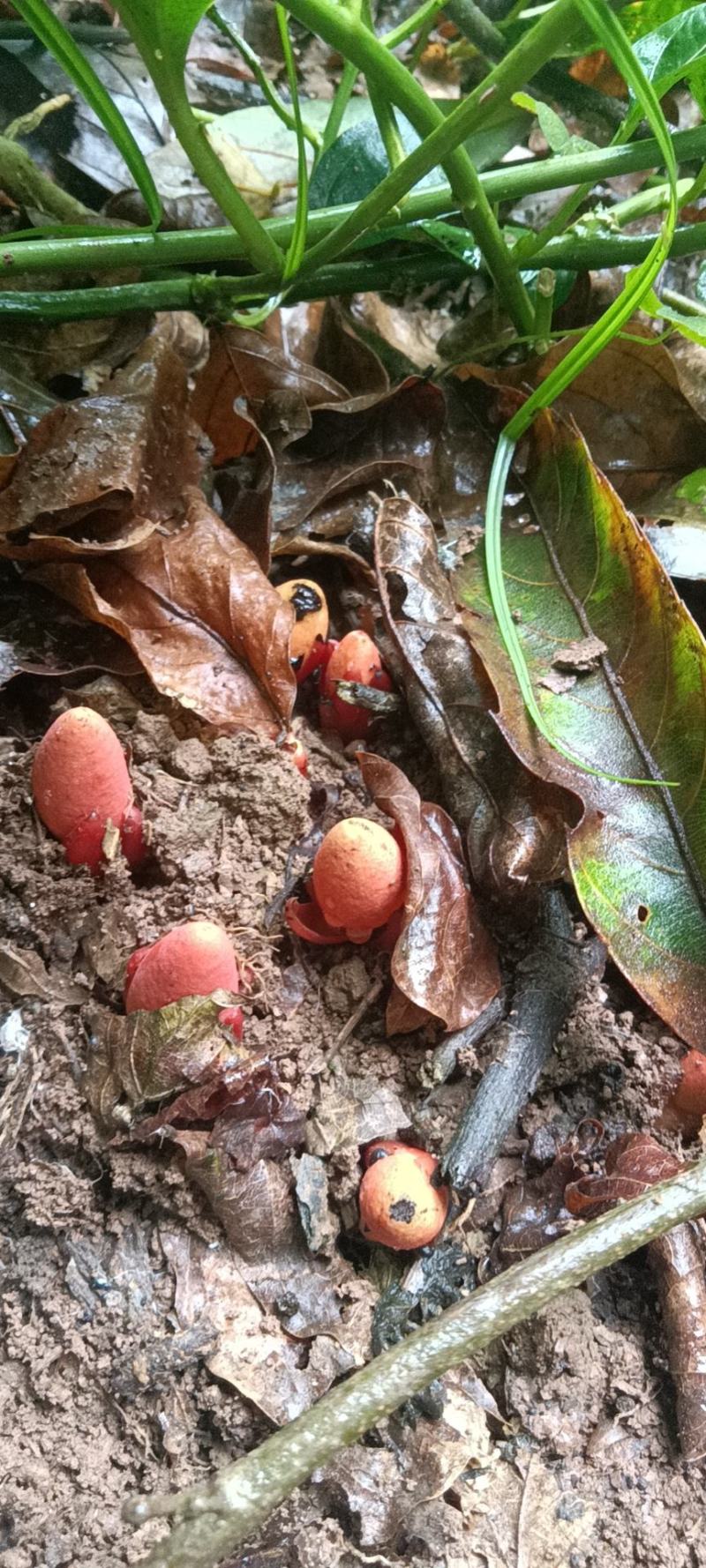 回春草鲜货，不是人工栽培。下单现采挖，雨天延迟发货