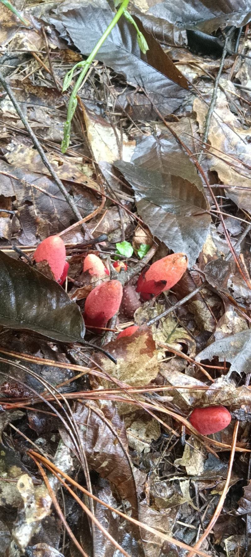 回春草鲜货，不是人工栽培。下单现采挖，雨天延迟发货