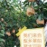 梨乡莱阳谭格庄镇千亩秋月梨欢迎实地考察