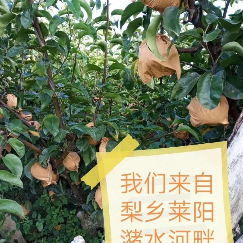 梨乡莱阳谭格庄镇千亩秋月梨欢迎实地考察