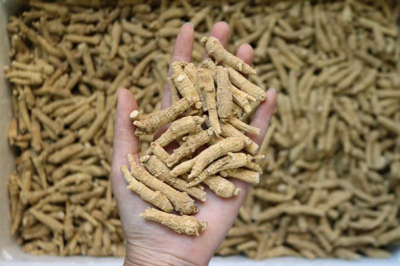 2g山东西洋参超短条条形好看更结实参味浓性价比高