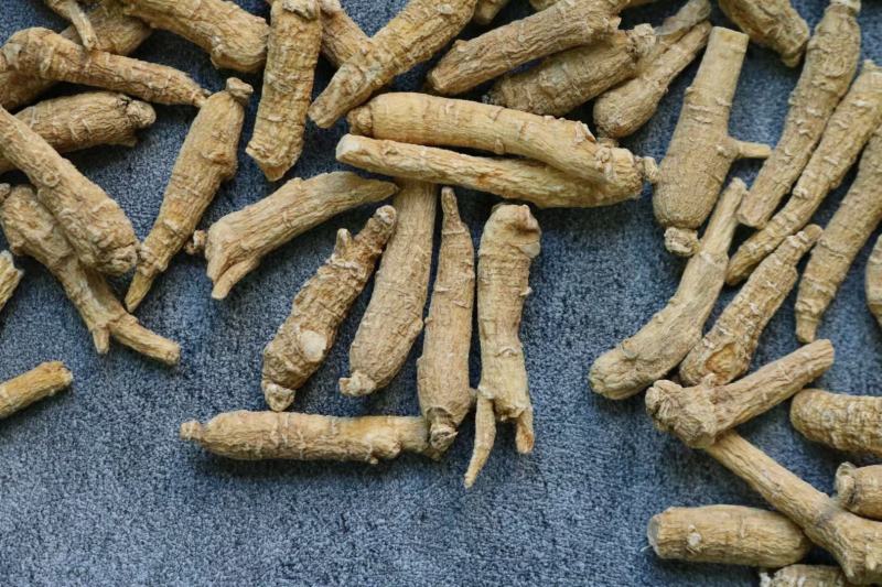 2g山东西洋参超短条条形好看更结实参味浓性价比高