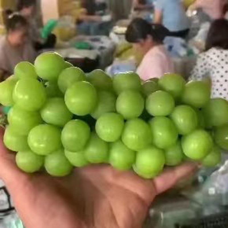阳光玫瑰陕西精品阳光玫瑰大量上市货源充足个头大口感好糖高