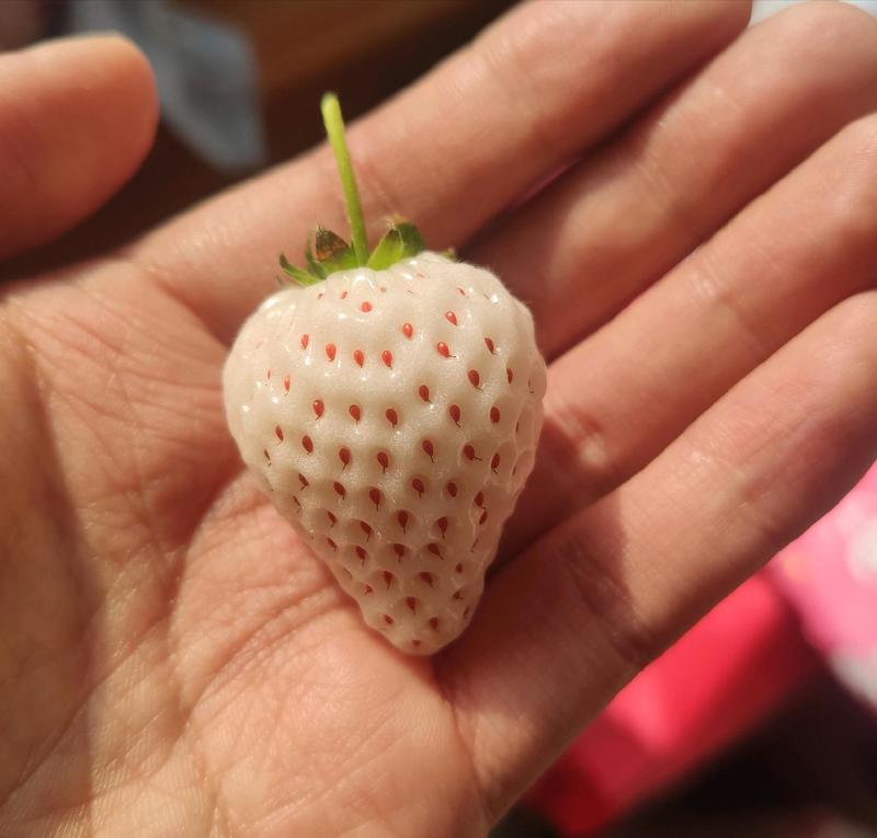 天使8号草莓苗，白草莓系列品种原种脱毒草莓苗