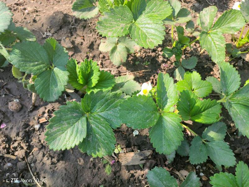 天使8号草莓苗，白草莓系列品种原种脱毒草莓苗
