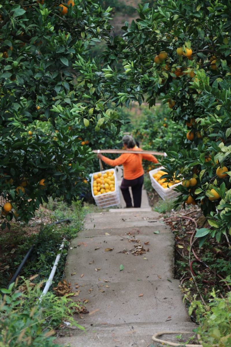 赣南脐橙果园直采专业一件代发当天发货对接微商直播网店团购