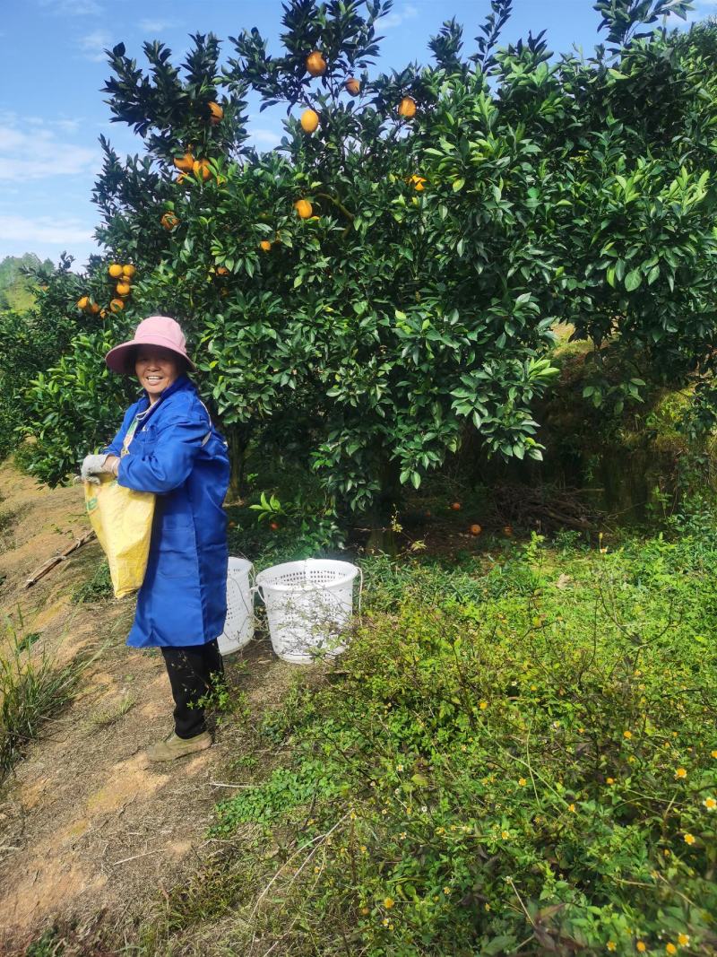 赣南脐橙果园直采专业一件代发当天发货对接微商直播网店团购