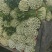 芹菜大量有货,产地直供,代发全国各大市场,对接各大商超