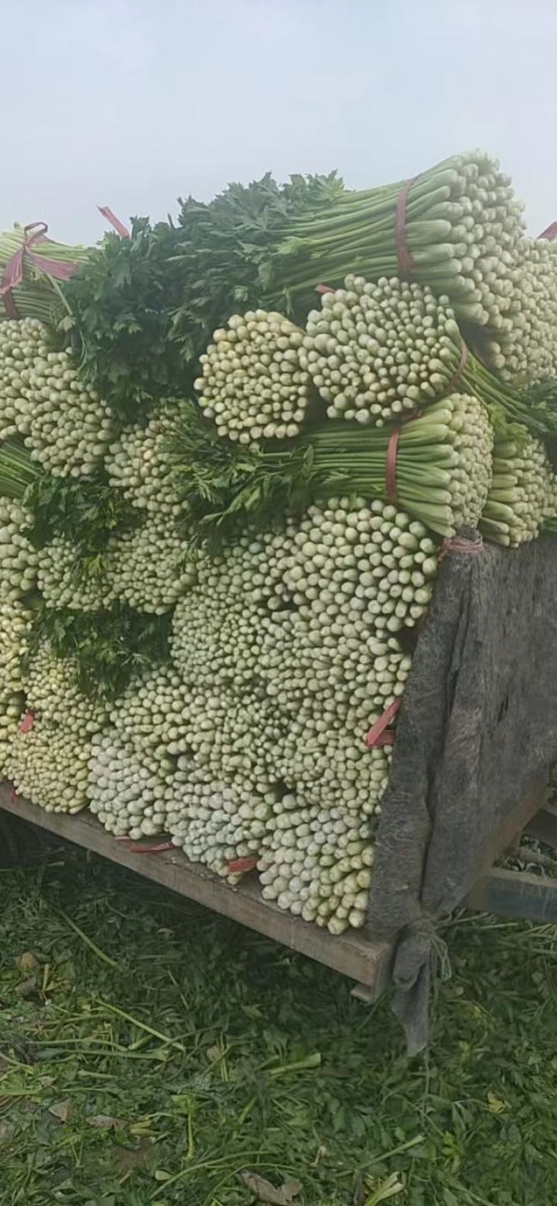 芹菜大量有货，产地直供，代发全国各大市场，对接各大商超