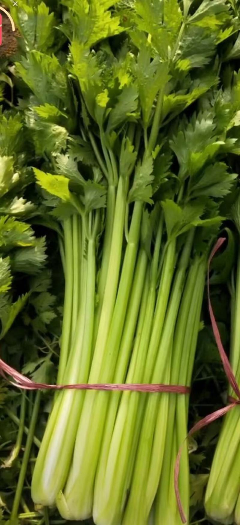芹菜大量有货，产地直供，代发全国各大市场，对接各大商超